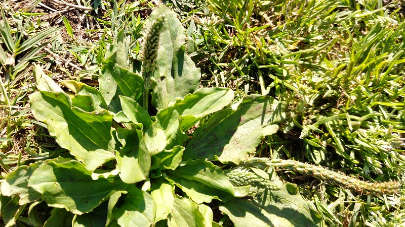 オオバコの花 東京都大田区平和の森公園