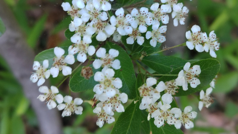 タチバナモドキの花 東京都大田区平和の森公園
