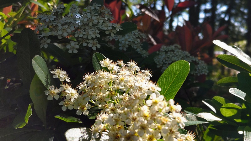 タチバナモドキの花 東京都大田区平和の森公園