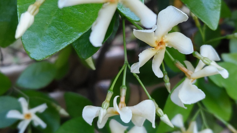 テイカカズラの花 東京都大田区平和の森公園