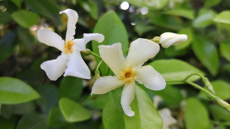 テイカカズラの花 東京都大田区平和の森公園