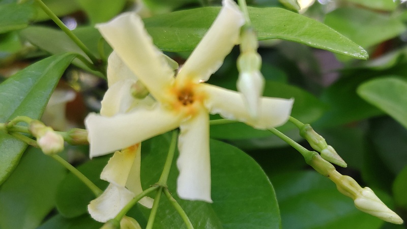 テイカカズラの花 東京都大田区平和の森公園