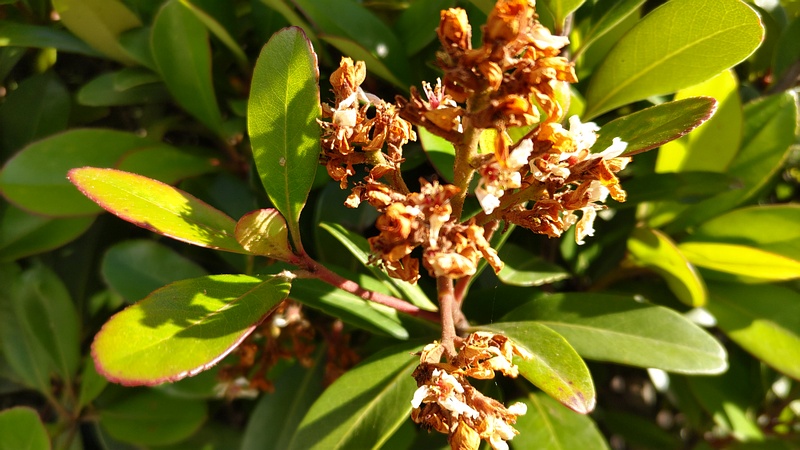 シャリンバイの花後 東京都大田区平和島公園