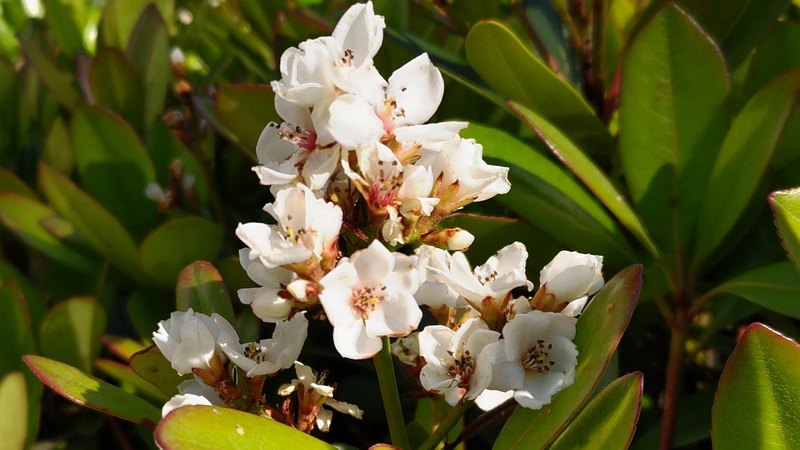 シャリンバイの花 東京都大田区平和島公園