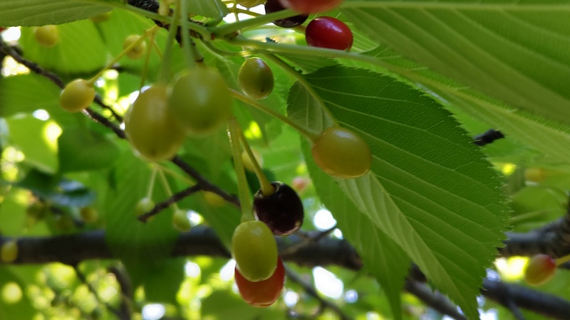 オオシマザクラの果実 東京都大田区平和島公園