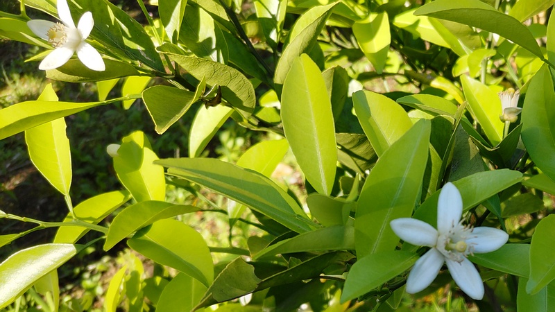 キンカンの花 東京都大田区平和島公園