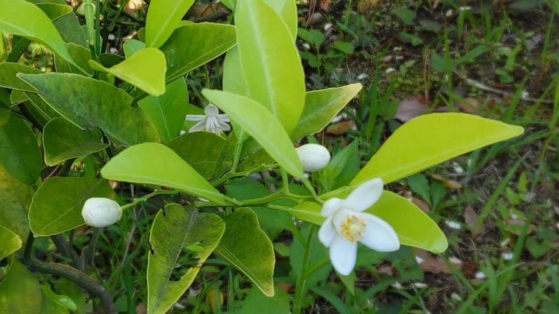 キンカンの花 東京都大田区平和島公園