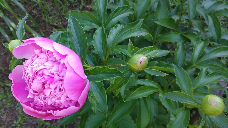 シャクヤクの花 東京都大田区平和島公園