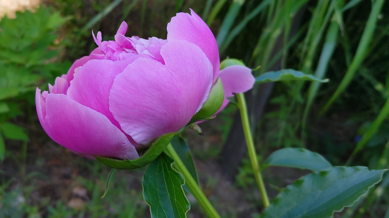 シャクヤクの花 東京都大田区平和島公園