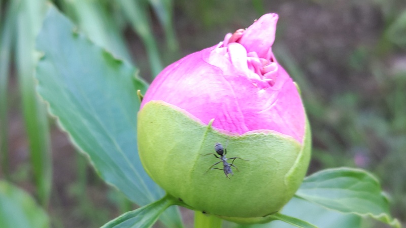 シャクヤクの蕾 東京都大田区平和島公園