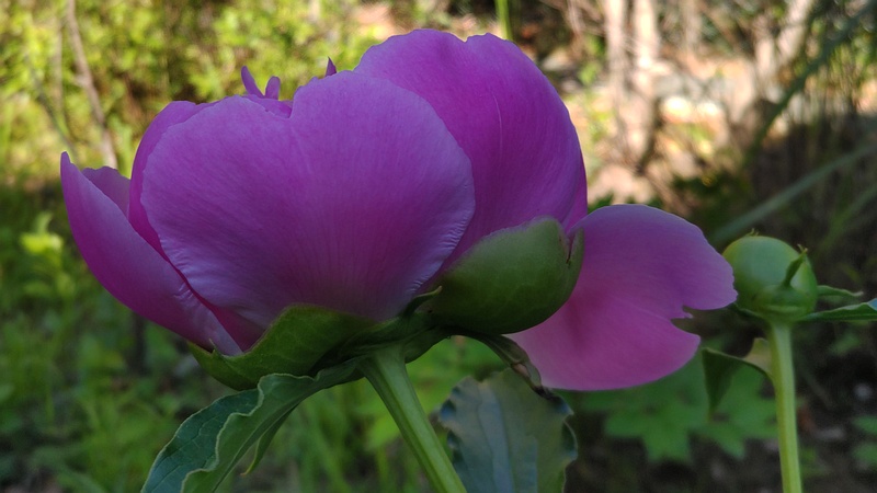 シャクヤクの花 東京都大田区平和島公園