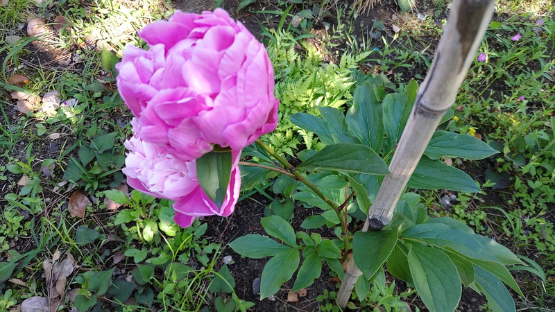 シャクヤクの花 東京都大田区平和島公園