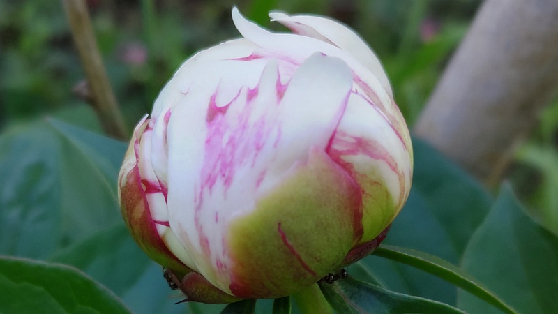 シャクヤクの蕾 東京都大田区平和島公園
