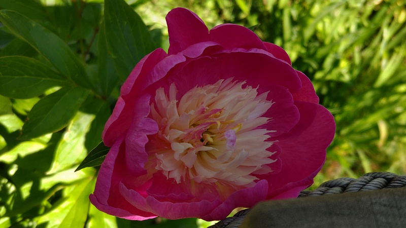 シャクヤクの花 東京都大田区平和島公園
