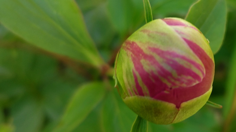シャクヤクの蕾 東京都大田区平和島公園
