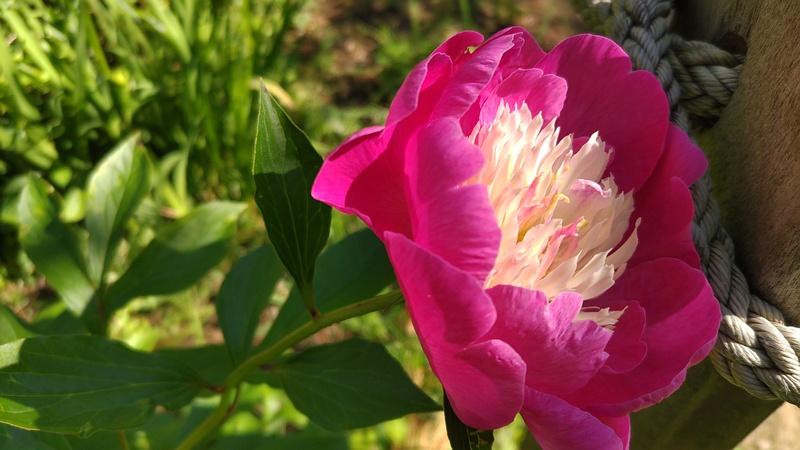 シャクヤクの花 東京都大田区平和島公園