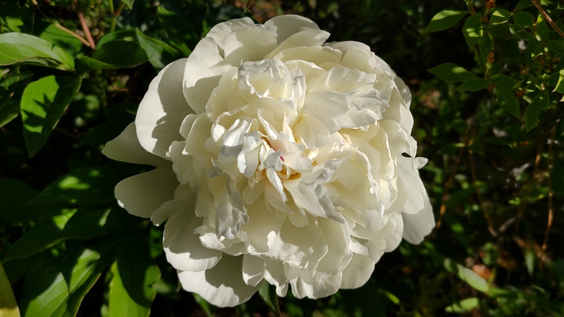 シャクヤクの花 東京都大田区平和島公園