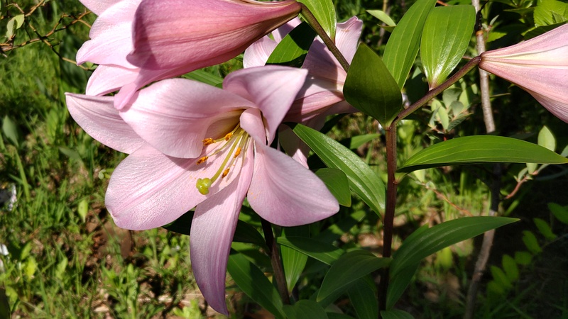 テッポウユリの花 東京都大田区平和島公園
