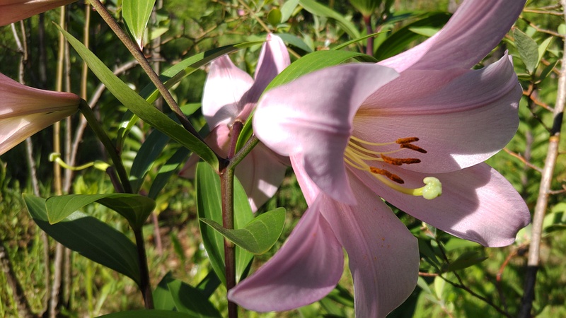 テッポウユリの花 東京都大田区平和島公園