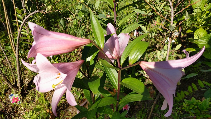 テッポウユリの花 東京都大田区平和島公園