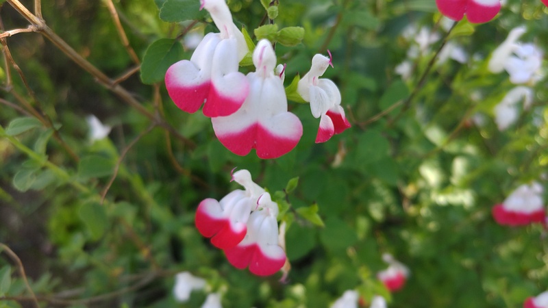 サルビア・ミクロフィラの花 東京都大田区平和島公園