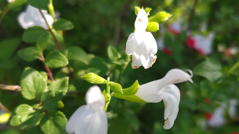 サルビア・ミクロフィラの花 東京都大田区平和島公園