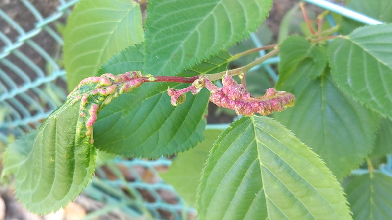 オオシマザクラの虫こぶ 東京都大田区平和島公園