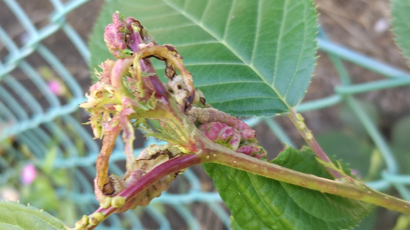 オオシマザクラの虫こぶ 東京都大田区平和島公園