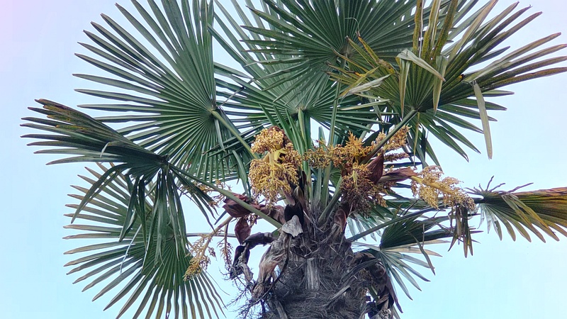 トウジュロの雄花 東京都大田区大和大橋