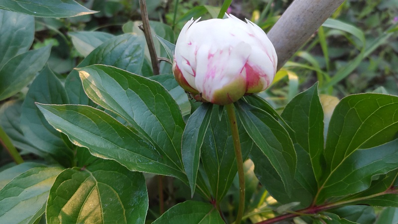 シャクヤクの蕾 東京都大田区平和島公園