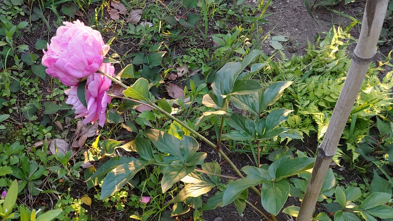 シャクヤクの花 東京都大田区平和島公園