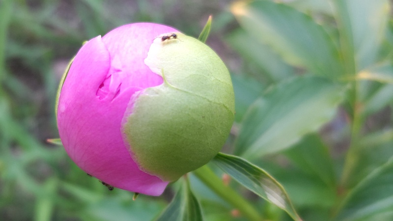 シャクヤクの蕾 東京都大田区平和島公園