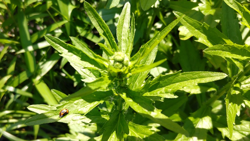 ヒメムカシヨモギの蕾 横浜市旭区鶴ヶ峰本町