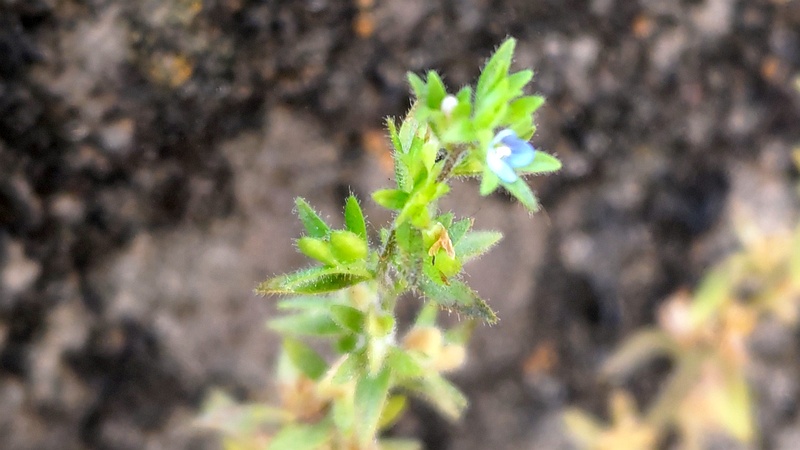 タチイヌノフグリの花 横浜市旭区鶴ヶ峰本町