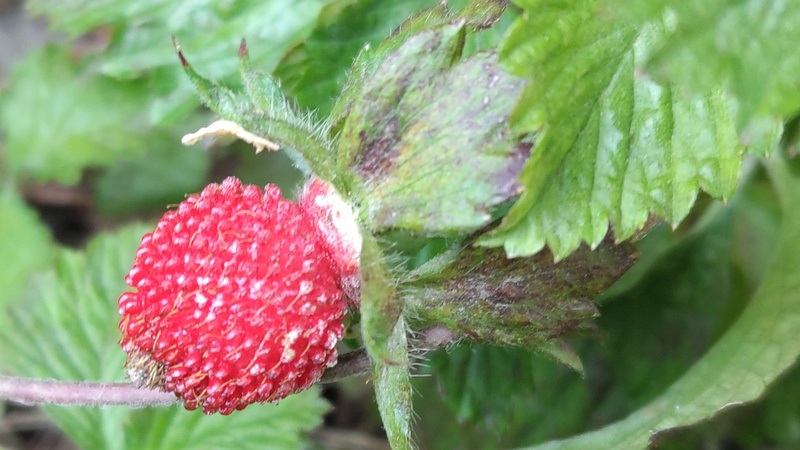 ヤブヘビイチゴの果実 横浜市旭区鶴ヶ峰本町