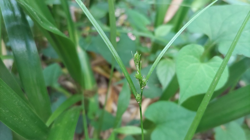 マスクサ 横浜市旭区帷子川親水緑道