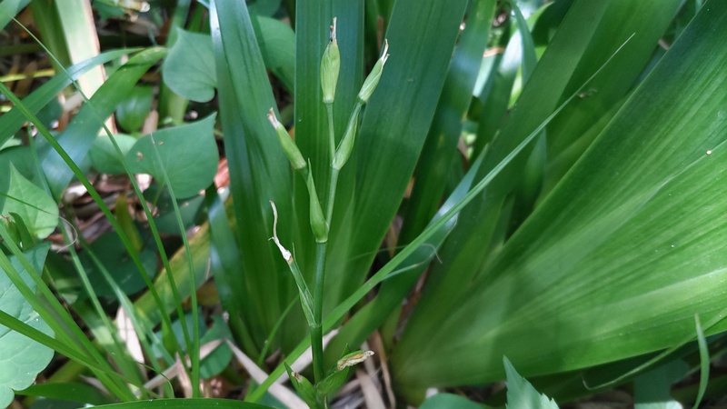 シャガの果実 横浜市旭区帷子川親水緑道