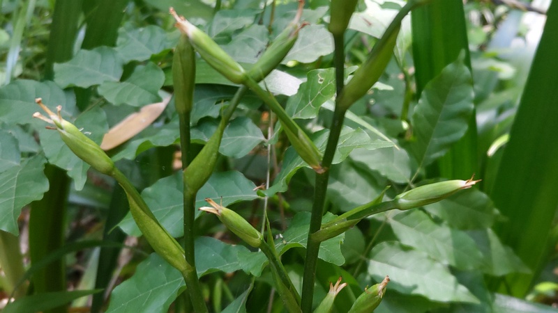 シャガの果実 横浜市旭区帷子川親水緑道