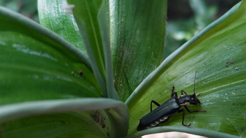 アオジョウカイ 横浜市旭区帷子川親水緑道