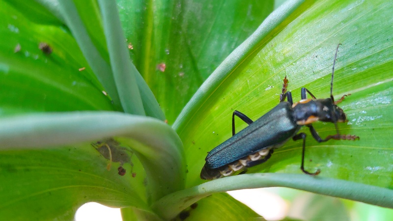 アオジョウカイ 横浜市旭区帷子川親水緑道