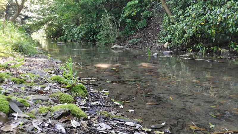 帷子川親水緑道 横浜市旭区帷子川親水緑道