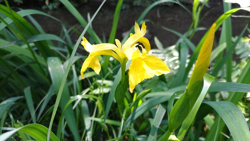 キショウブの花 横浜市旭区帷子川親水緑道