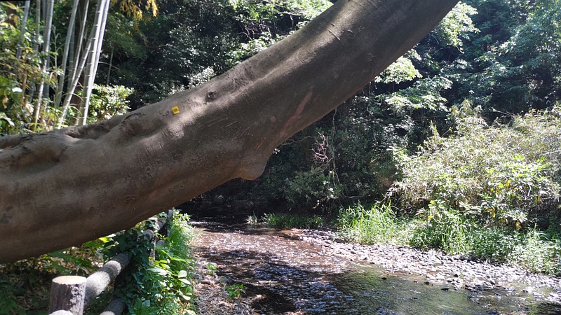 エノキ 横浜市旭区帷子川親水緑道