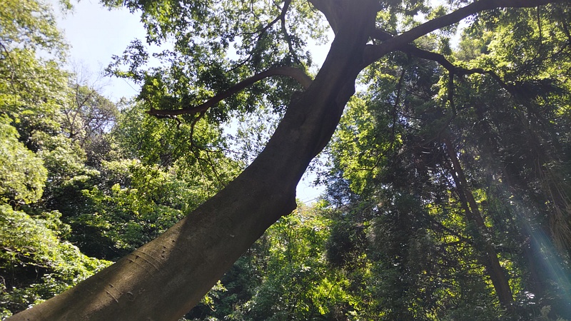 エノキ 横浜市旭区帷子川親水緑道