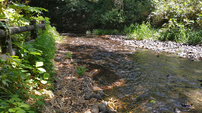 帷子川親水緑道 横浜市旭区帷子川親水緑道