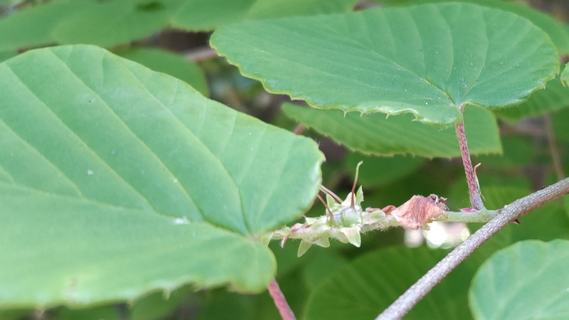 トサミズキの若い果実 横浜市旭区帷子川親水緑道