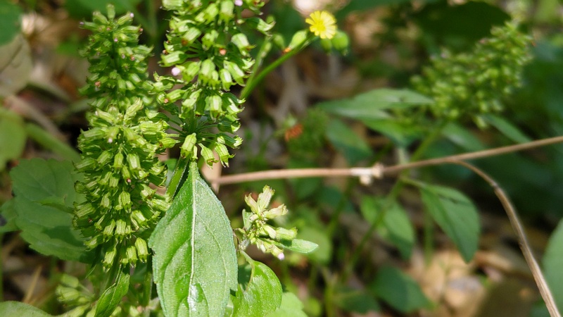 トウバナの蕾 横浜市旭区帷子川親水緑道