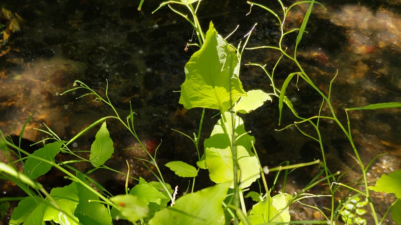 オオアラセイトウの果実 横浜市旭区帷子川親水緑道