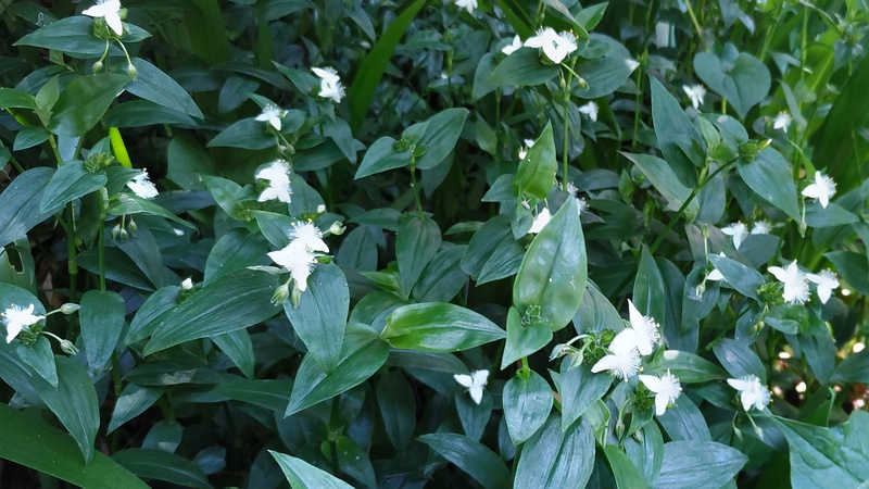 トキワツユクサの花 横浜市旭区帷子川親水緑道