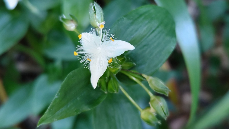 トキワツユクサの花 横浜市旭区帷子川親水緑道